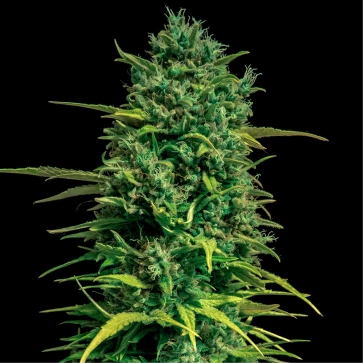 Семена конопли Auto Tropical Coconut Feminised
